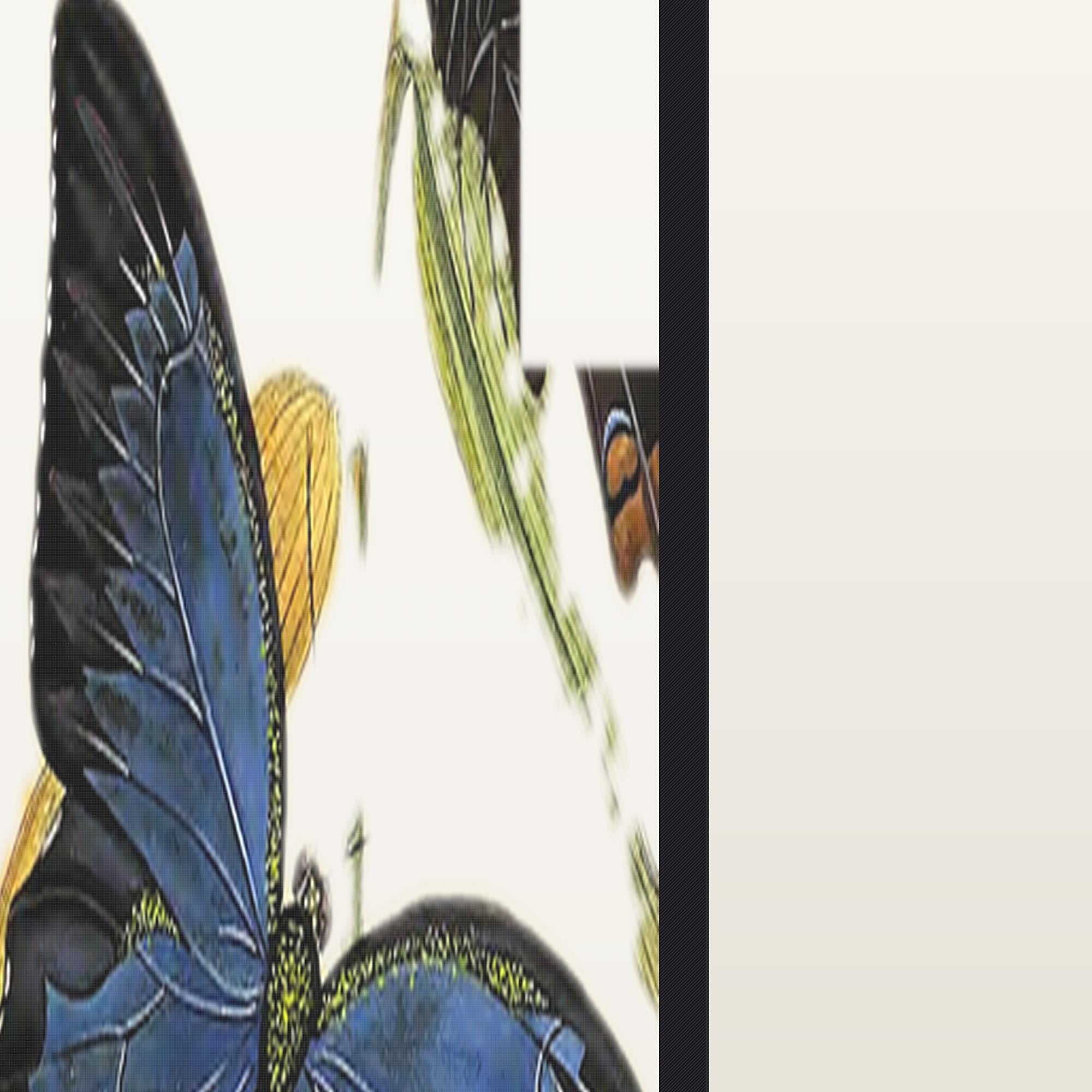 Close-up of the print on sheer organza and the silk-wrapped cord frame, The Ulysses Butterfly