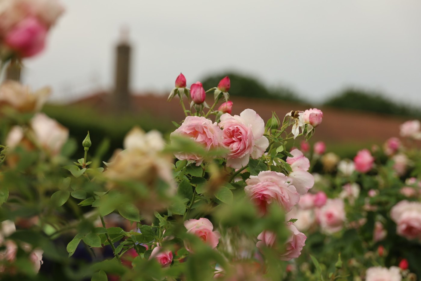 Roses in the Rose Garden at Hampton Court Palace